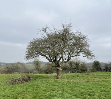 Alt